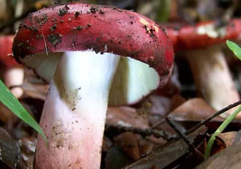 圖片關鍵詞 圖片關鍵詞