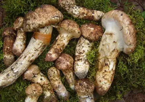 圖片關鍵詞 圖片關鍵詞