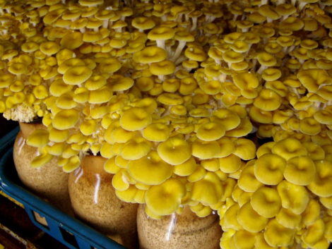 圖片關(guān)鍵詞 http://www.ncys.com.cn/ewebeditor/uploadfile/20171009104138453001.png