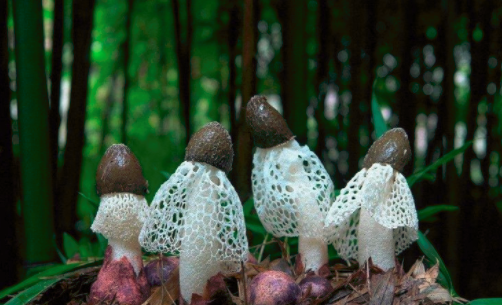 圖片關鍵詞 http://www.ncys.com.cn/ewebeditor/uploadfile/20180828110329835001.png