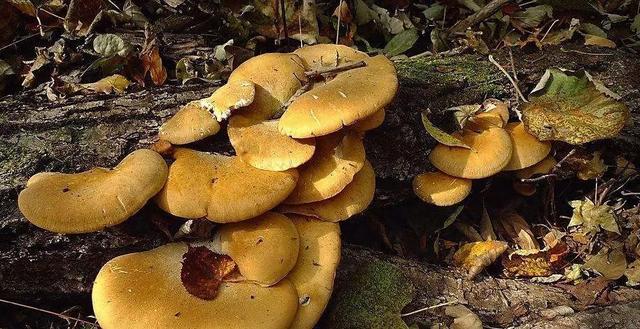 國(guó)家蘑菇地理：中國(guó)哪里的蘑菇最好吃？