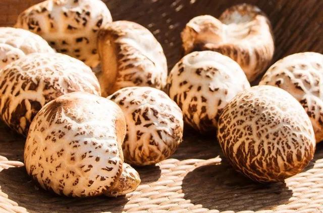 國(guó)家蘑菇地理：中國(guó)哪里的蘑菇最好吃？